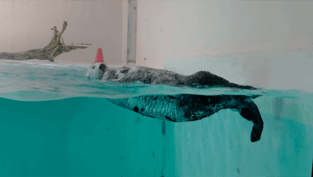 鳥羽水族館のラッコ