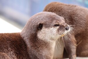 投稿についてもっと詳しく カワウソを通して日本のレッドリストを知る
