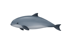 投稿についてもっと詳しく 幻のイルカ！？バハマネズミイルカ（Bahama　Porpoise）