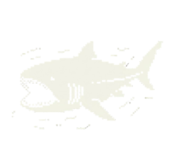 メガマウス
