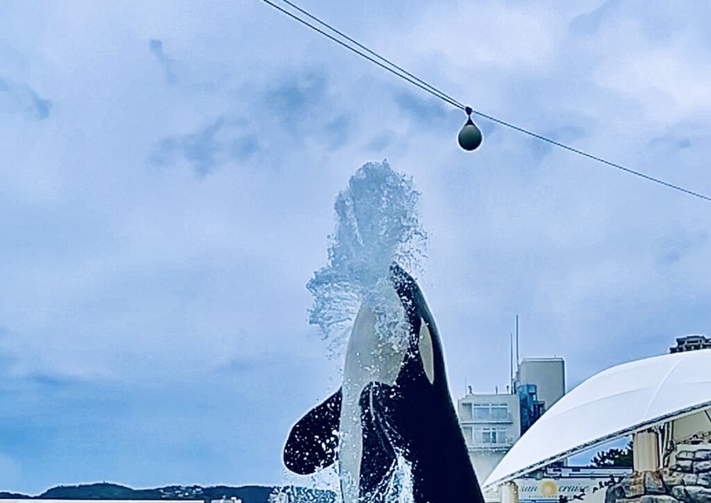シャチのショー