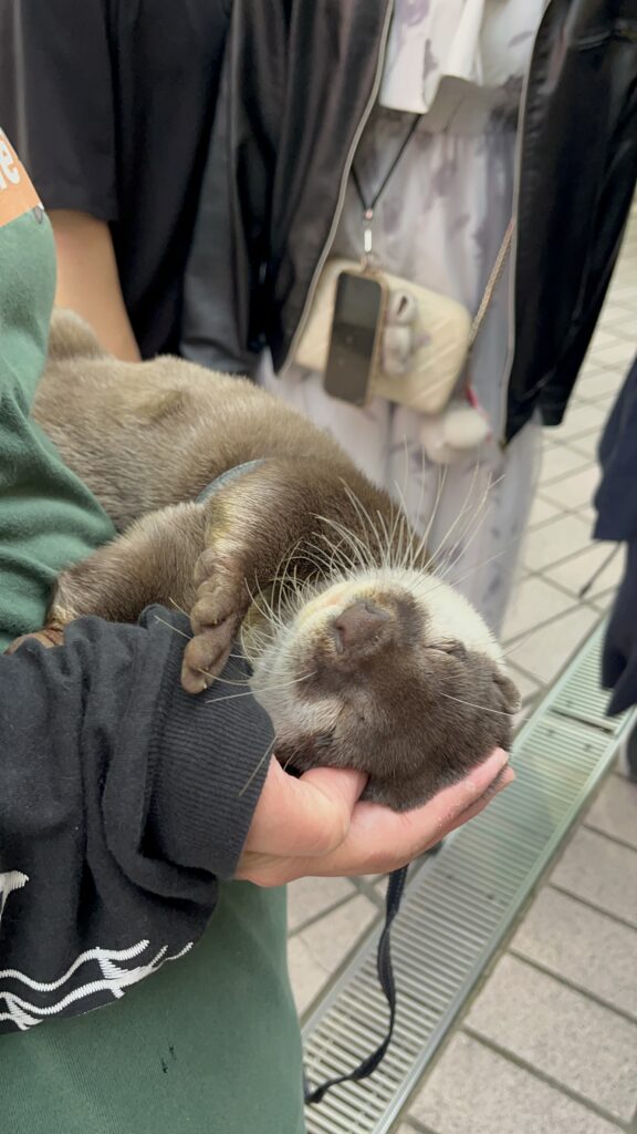 コツメイトのカワウソ