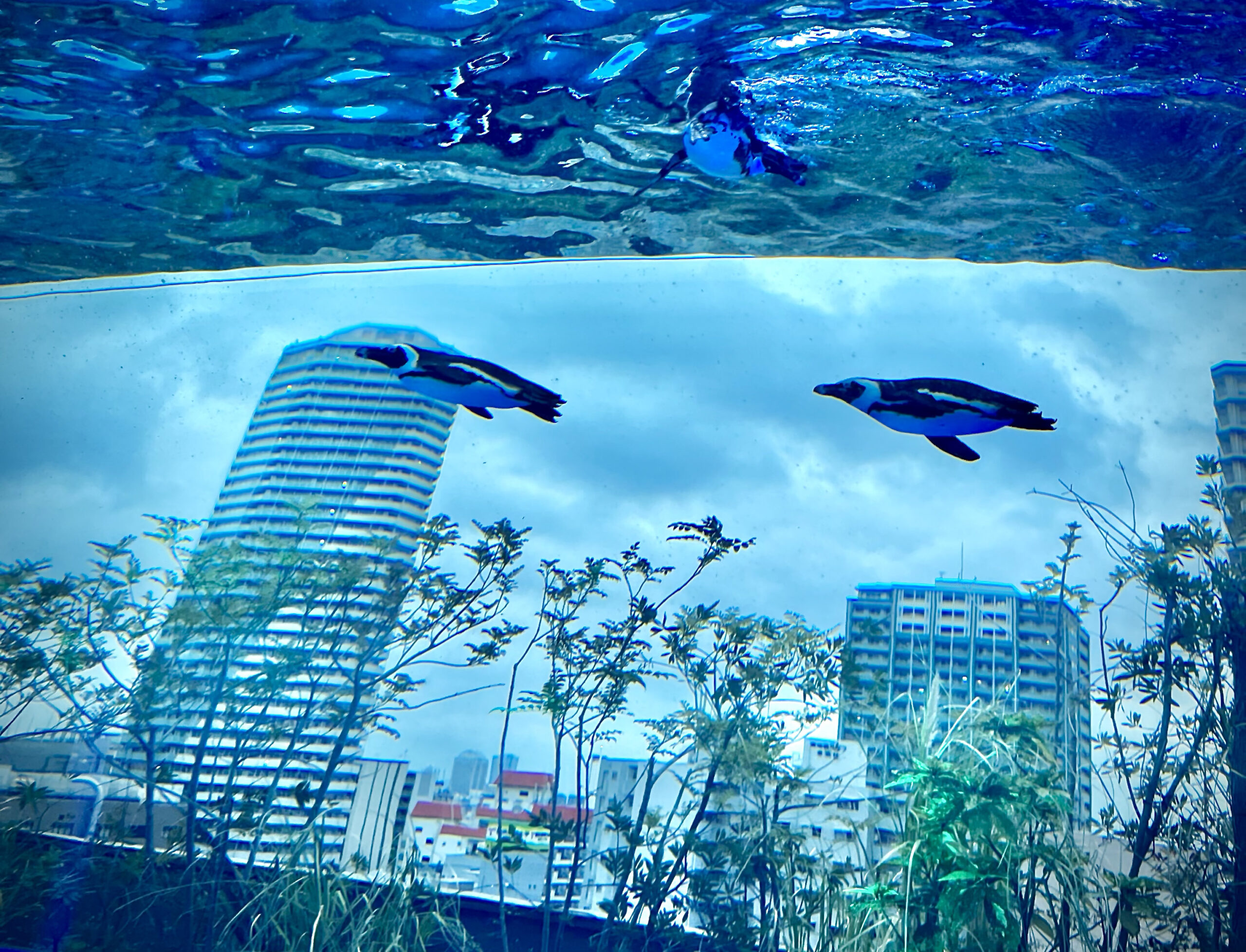 天空のペンギン